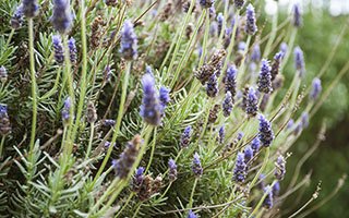 Fig Tree Apartment Yarra Valley